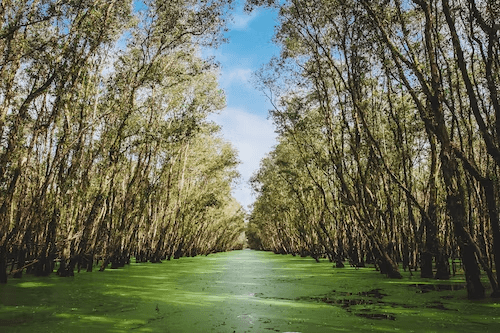 What is Blue Carbon and Why Is It Important