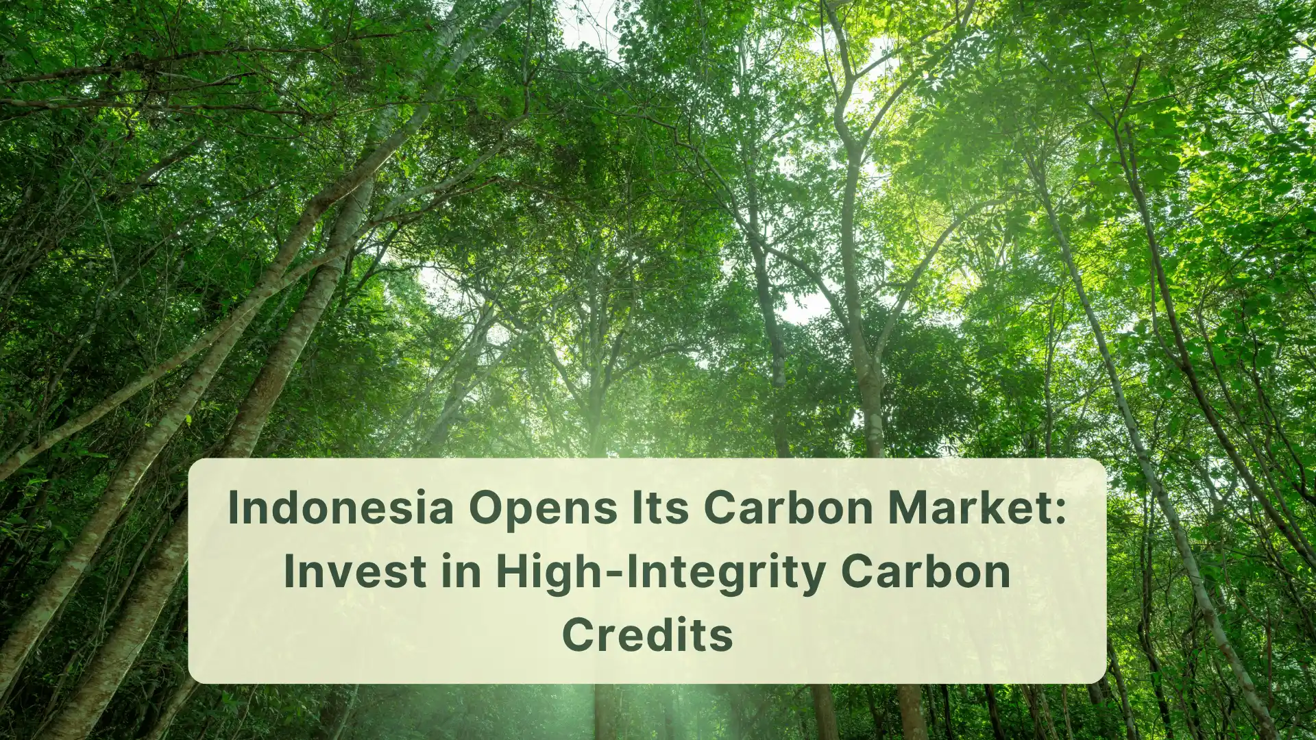 Indonesia Opens Its Carbon Market - Invest in High-Integrity Carbon Credits